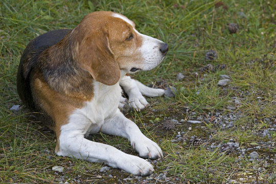 Beagle