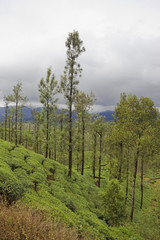 tea plantation