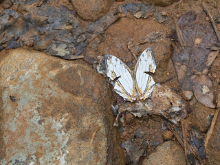 common map butterfly