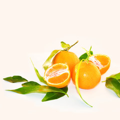 Clementinen frisch vom Baum