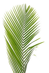 feuille verte palmier fond blanc