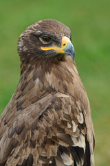 Raubvogel 28