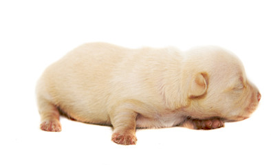 Chihuahua dog on white background