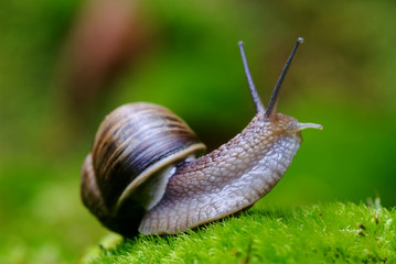 (Helix pomatia) edible snail macro