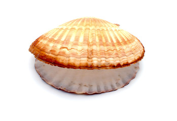 Ocean shell