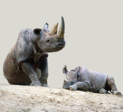 Nashorn_114505