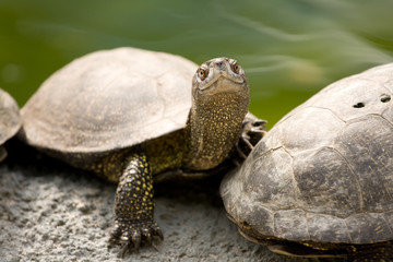 Beautiful turtle
