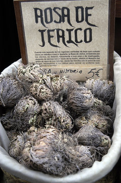 Rosa de Jeric&oacute; 03