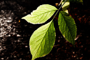 blatt im gegenlicht