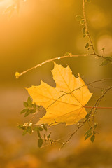 autumn leaf