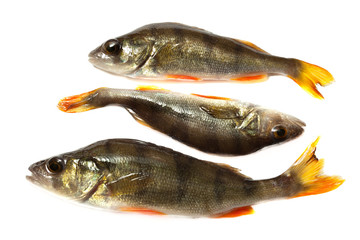 Perch, Perca
