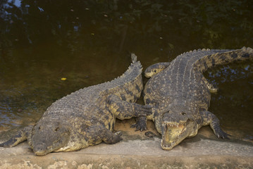 Angry Crocs