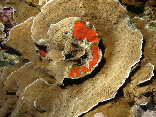 coral duro
