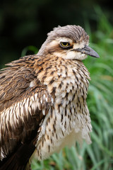 oedicnème bridé, burhinus grallarius