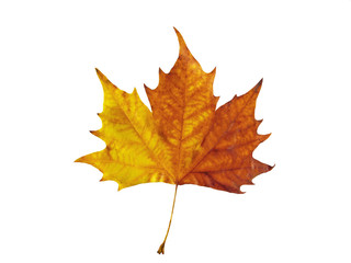 Maple leaf