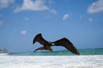 Fototapeta premium Seagull