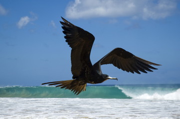 Seagull