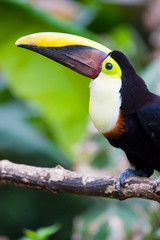 Chestnut-mandibled Toucan or Swainsons Toucan