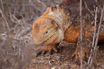 Land Iguana