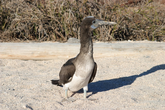 Juvenile boody