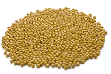 soybeans with white backgrounds