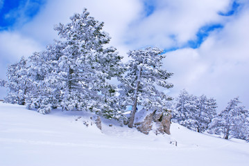 Winter landscape S