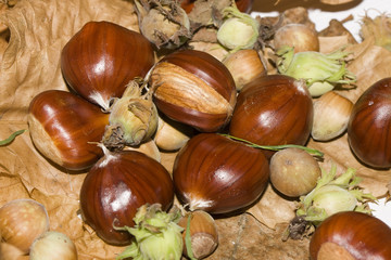 some Chestnuts and nuts on brown leafs