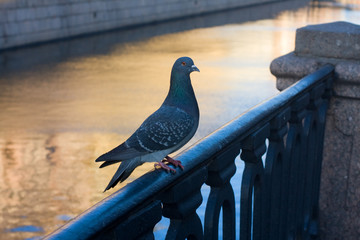 Pigeon on a railings