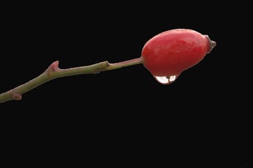 Eine Hagebutte mit einem Wassertropfen freigestellt vor einem schwarzen Hintergrund