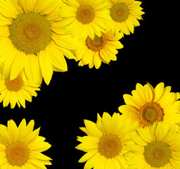 sunflowers