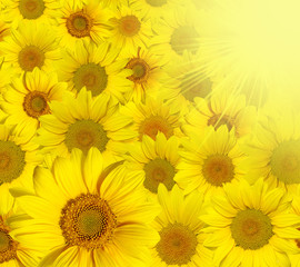 Fototapeta na wymiar yellow sunflowers