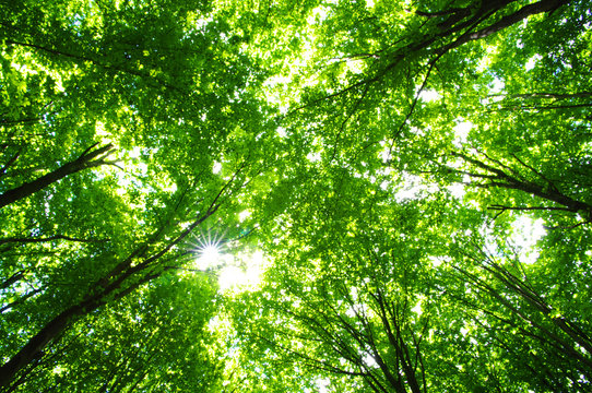Fototapeta Trees in a forest