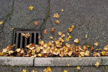 Autumn leaves in the road.