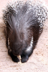 Brot fressendes Stachelschwein
