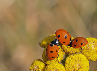 Three ladybirds on tansy