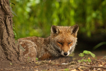 Fototapeta premium Fox resting under a tree in autumn