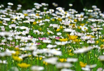 Gänseblümchen © Gabi Siebenhühner