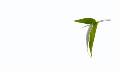 Feuille de bambou