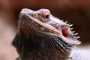 echse