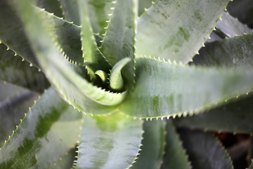 Naklejka premium Aloe Vera