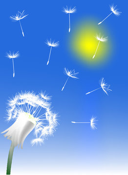 white dandelion under sun