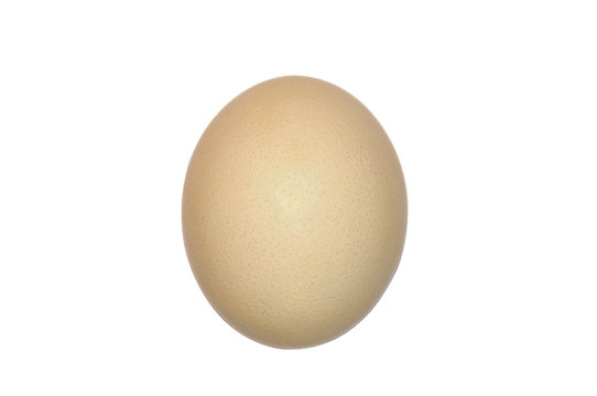 oeuf autruche