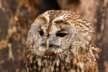 Portrait of a brown owl