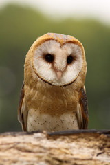Barn owl
