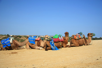 camels in desert