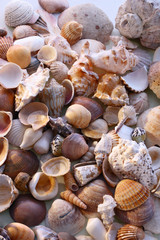 Seashells on the sand