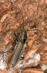 Long horn beetle on wood.