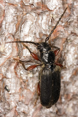 Extreme close-up of a female tetrotium castaneum.