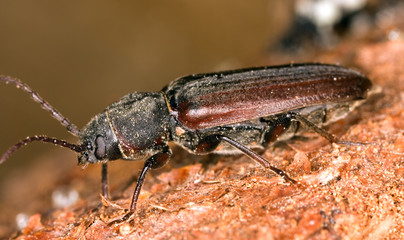 Extreme close-up of pine longhorn beetle (Asemum striatum)