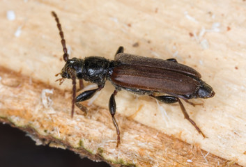 Extreme close-up of a male tetrotium castaneum.